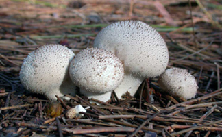 Lycoperdon perlatum – The Gem-studded Puffball, due to the points on the surface, grows on the ground.